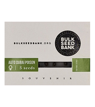 Auto Dubai Poison > Bulk Seed Bank | Autoflowering Hanfsamen  |  Sativa
