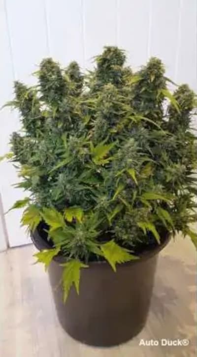 Auto Duck > Dutch Passion | Autoflowering Cannabis   |  Hybrid