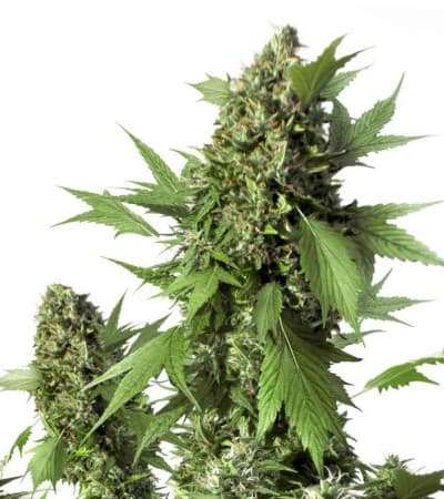 Auto Duck > Dutch Passion | Graines Autofloraison  |  Hybride