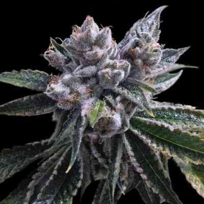 Auto El Fuego > DNA Genetics | Autoflowering Cannabis   |  Indica