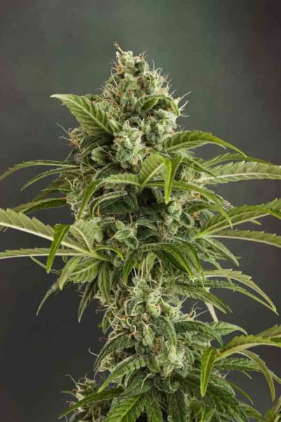 Auto Euforia > Dutch Passion | Autoflowering Cannabis   |  Sativa