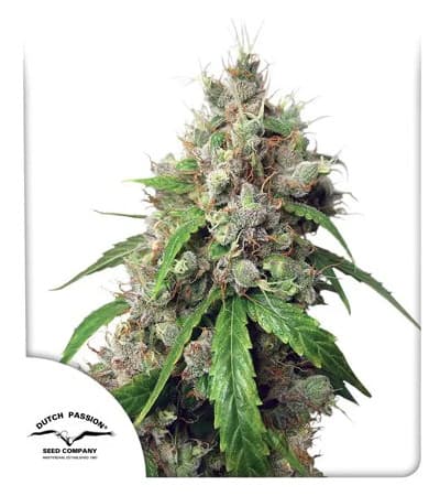 Auto Euforia > Dutch Passion | Graines Autofloraison  |  Sativa