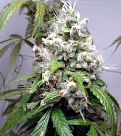 Auto Euforia > Dutch Passion | Autoflowering Cannabis   |  Sativa