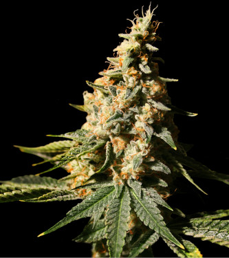 Auto Extra Mintz > Bulk Seed Bank | Autoflowering Cannabis   |  Indica