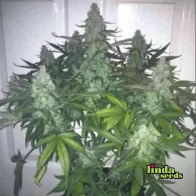 Auto Fat Blueberry Samen > Linda Seeds | Hanfsamen Empfehlungen  |  Günstige Hanfsamen