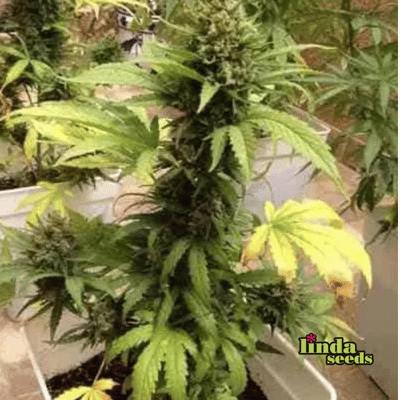 Auto Fat Blueberry Samen > Linda Seeds | Hanfsamen Empfehlungen  |  Günstige Hanfsamen