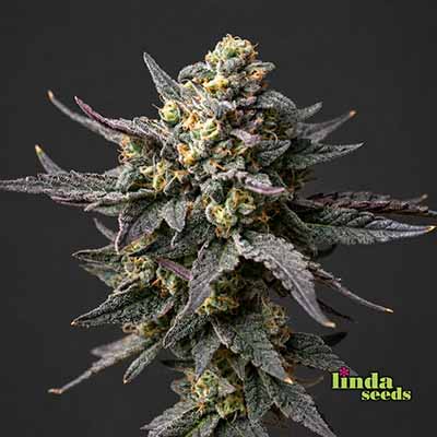 Auto Fat Blueberry > Linda Seeds