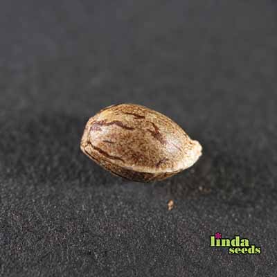 Auto Fat Blueberry semilla > Linda Seeds | NUESTRAS RECOMENDACIONES DE SEMILLAS DE MARIHUANA  |  Semillas Baratas