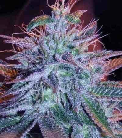 Auto Fat Blueberry > Linda Seeds | Cannabis seeds recommendations  |  Cheap Cannabis