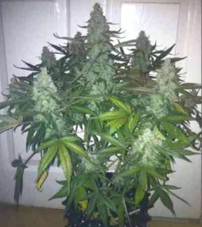 Auto Fat Blueberry > Linda Seeds | Cannabis seeds recommendations  |  Cheap Cannabis