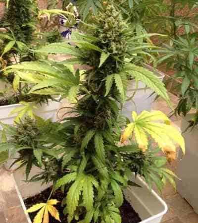 Auto Fat Blueberry > Linda Seeds | Cannabis seeds recommendations  |  Cheap Cannabis