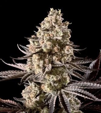 Fire DOG Auto > Advanced Seeds | Graines Autofloraison  |  Hybride