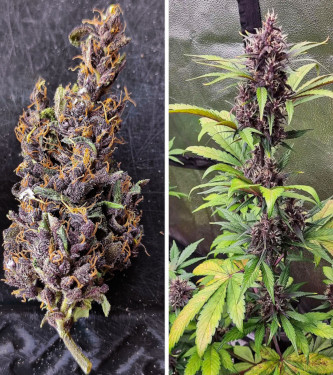 Auto Forbidden Cherry > Dutch Passion | Graines Autofloraison  |  Indica