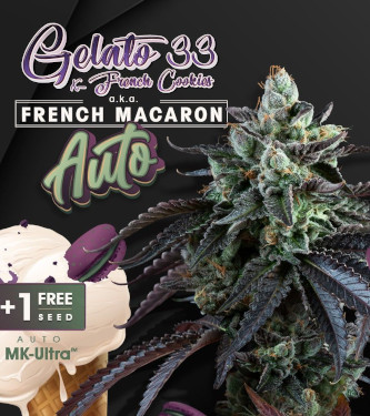 Auto French Macaron > TH Seeds | Autoflowering Cannabis   |  Indica