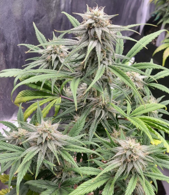 Auto Frosted Guava > Original Sensible Seeds | Graines Autofloraison  |  Indica