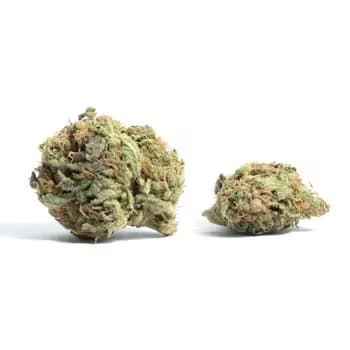 Auto Frosted Zinn x Cookie Dog > Barneys Farm | Autoflowering Hanfsamen  |  Indica