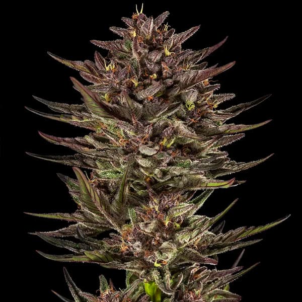 Auto Frosted Zinn x Cookie Dog > Barneys Farm | Autoflowering Hanfsamen  |  Indica