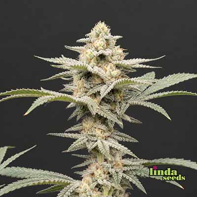 Auto Gelato #33 (Linda Seeds) Produktfoto