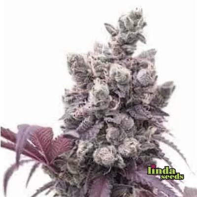 Auto Gelato #33 Samen > Linda Seeds | Hanfsamen Empfehlungen  |  Günstige Hanfsamen