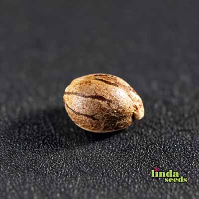 Auto Gelato #33 semilla > Linda Seeds | NUESTRAS RECOMENDACIONES DE SEMILLAS DE MARIHUANA  |  Semillas Baratas
