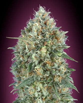 Auto Gelato #33 > Advanced Seeds | Graines Autofloraison  |  Hybride