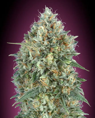 Auto Gelato #33 > Advanced Seeds | Autoflowering Cannabis   |  Hybrid