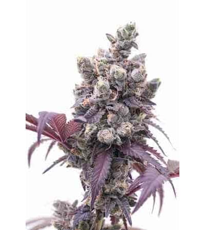 Auto Gelato #33 > Linda Seeds | Cannabis seeds recommendations  |  Cheap Cannabis