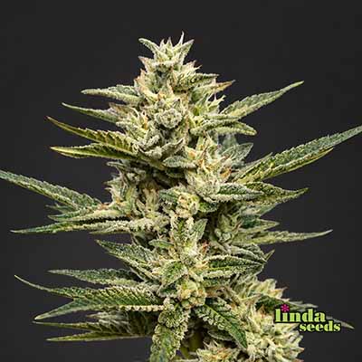 Auto Gelato Glue Samen > Linda Seeds | Autoflowering Hanfsamen  |  Indica