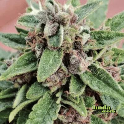 Auto Gelato Glue graines > Linda Seeds | Graines autoflo  |  Indica