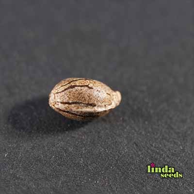 Auto Gelato Glue Samen > Linda Seeds | Autoflowering Hanfsamen  |  Indica