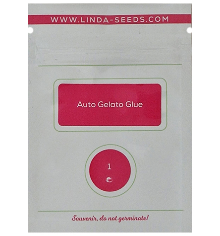 Auto Gelato Glue > Linda Seeds | Semillas autoflorecientes  |  Índica