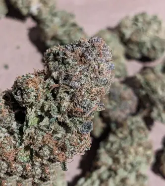 Auto Gelato Mint > 00 Seeds Bank | Semillas de marihuana autoflorecientes  |  Índica