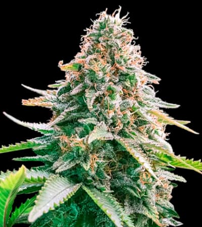 Auto Gelato Samba > Bulk Seed Bank | Autoflowering Cannabis   |  Hybrid