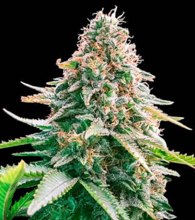 Auto Gelato Samba > Bulk Seed Bank | Autoflowering Hanfsamen  |  Hybrid