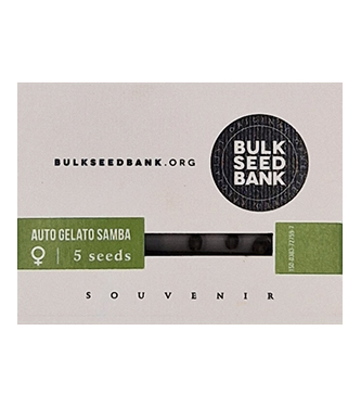 Auto Gelato Samba > Bulk Seed Bank | Autoflowering Hanfsamen  |  Hybrid