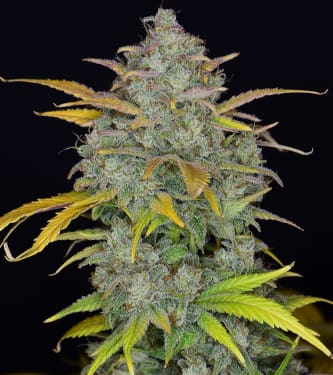 Gelato Auto > Fast Buds Company | Autoflowering Cannabis   |  Hybrid