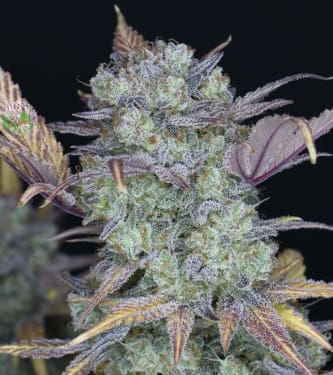 Gelato Auto > Fast Buds Company | Autoflowering Cannabis   |  Hybrid