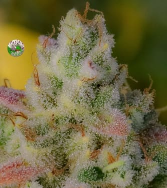 Gelato Auto > Fast Buds Company | Autoflowering Cannabis   |  Hybrid