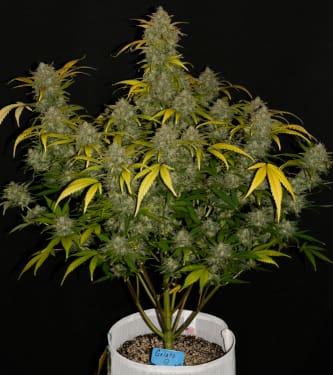 Gelato Auto > Fast Buds Company | Autoflowering Hanfsamen  |  Hybrid