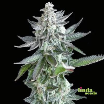 Auto Gelato Zkittlez Samen > Linda Seeds | Autoflowering Hanfsamen  |  Indica