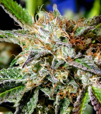 Auto Ghost Cookies > Original Sensible Seeds | Autoflowering Cannabis   |  Indica