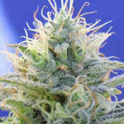 Auto Ghost OG > Original Sensible Seeds