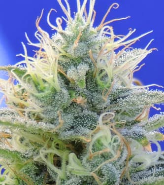 Auto Ghost OG > Original Sensible Seeds | Autoflowering Cannabis   |  Indica