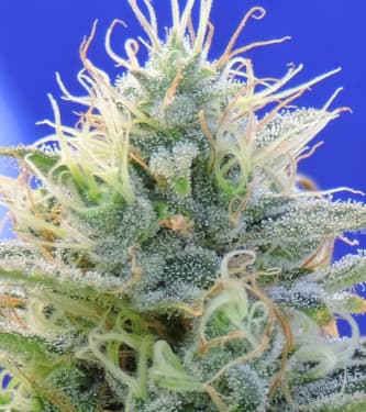 Auto Ghost OG > Original Sensible Seeds | Autoflowering Hanfsamen  |  Indica