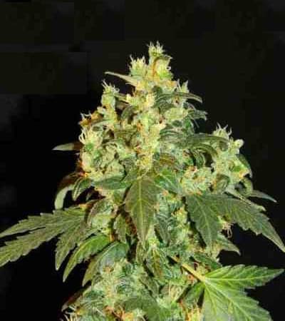 Auto Giant Devil XL > Linda Seeds | Recommandations sur les graines  |  Graines de Cannabis à bas prix