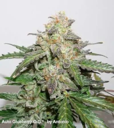 Auto Glueberry OG > Dutch Passion | Graines Autofloraison  |  Hybride