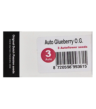 Auto Glueberry OG > Dutch Passion | Autoflowering Hanfsamen  |  Hybrid