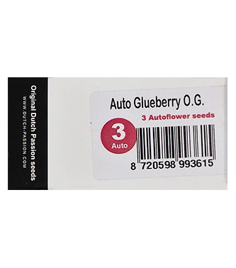 Auto Glueberry OG > Dutch Passion | Semillas autoflorecientes  |  Híbrido