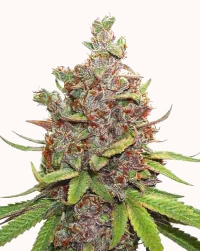 Auto Glueberry OG > Dutch Passion | Semillas autoflorecientes  |  Híbrido