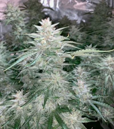 Auto Glueberry OG > Dutch Passion | Autoflowering Cannabis   |  Hybrid